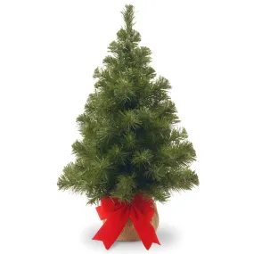 2 ft. Noble Spruce Tree