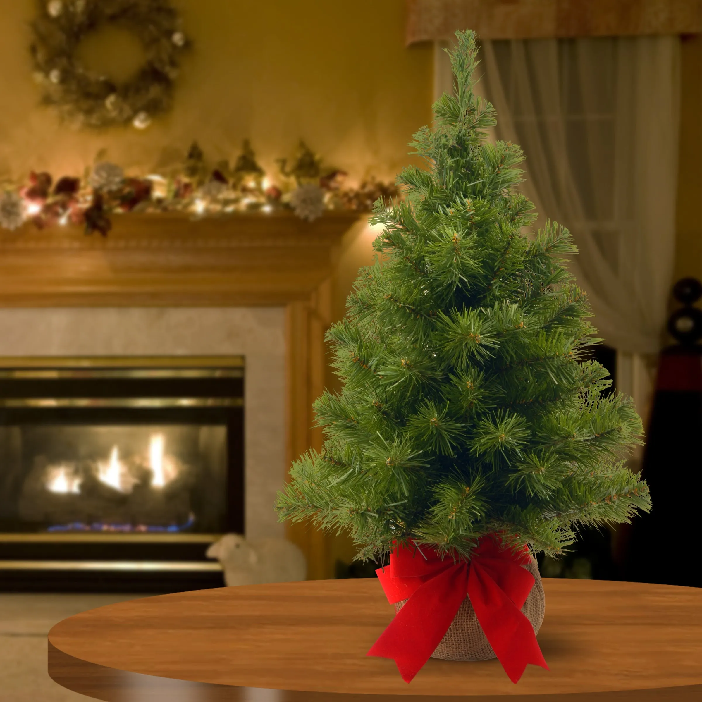 2 ft. Noble Spruce Tree