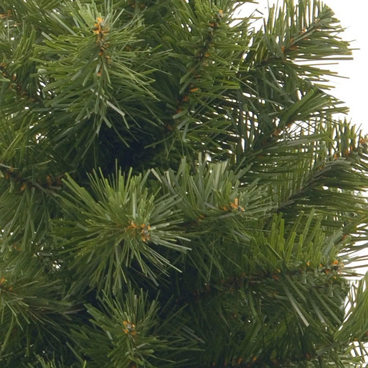 2 ft. Noble Spruce Tree