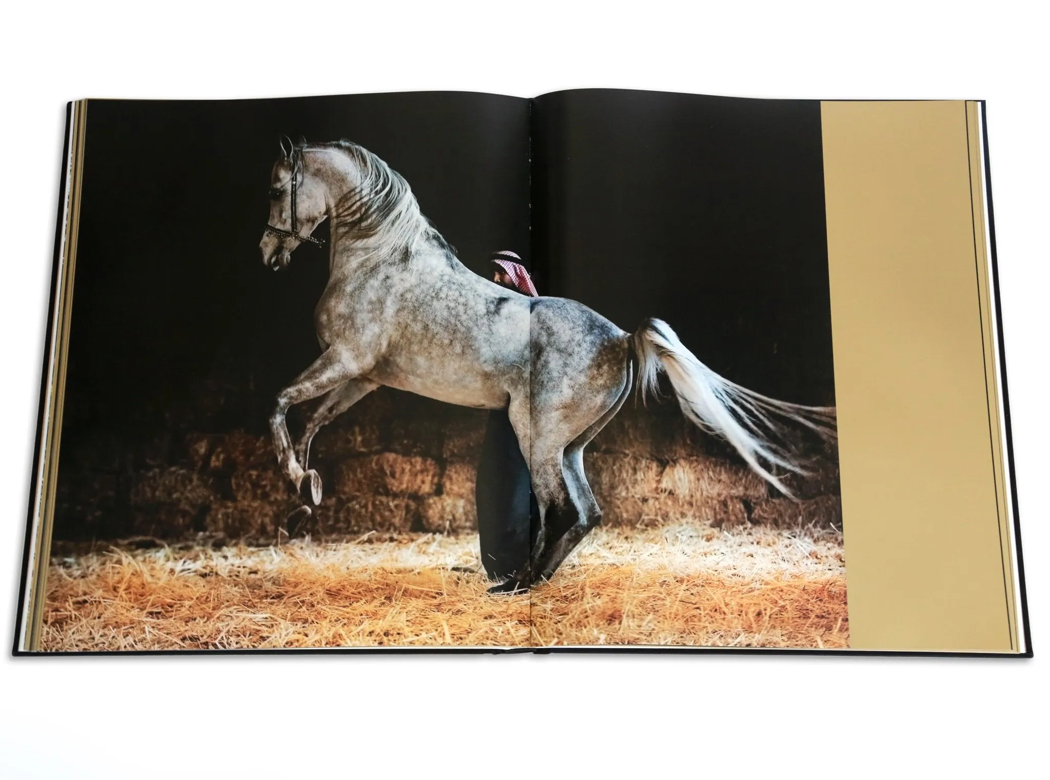 Arabian Horses