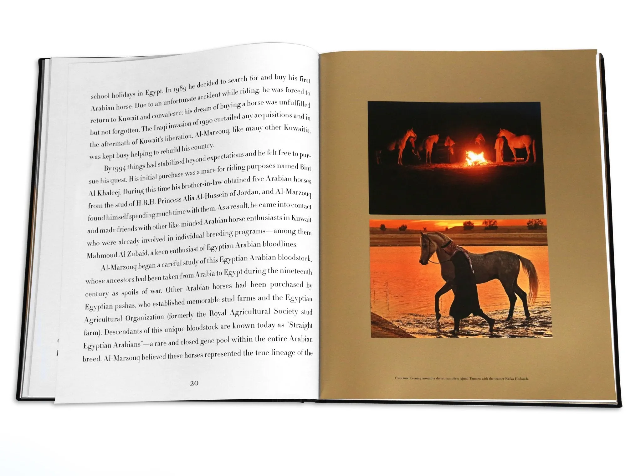 Arabian Horses