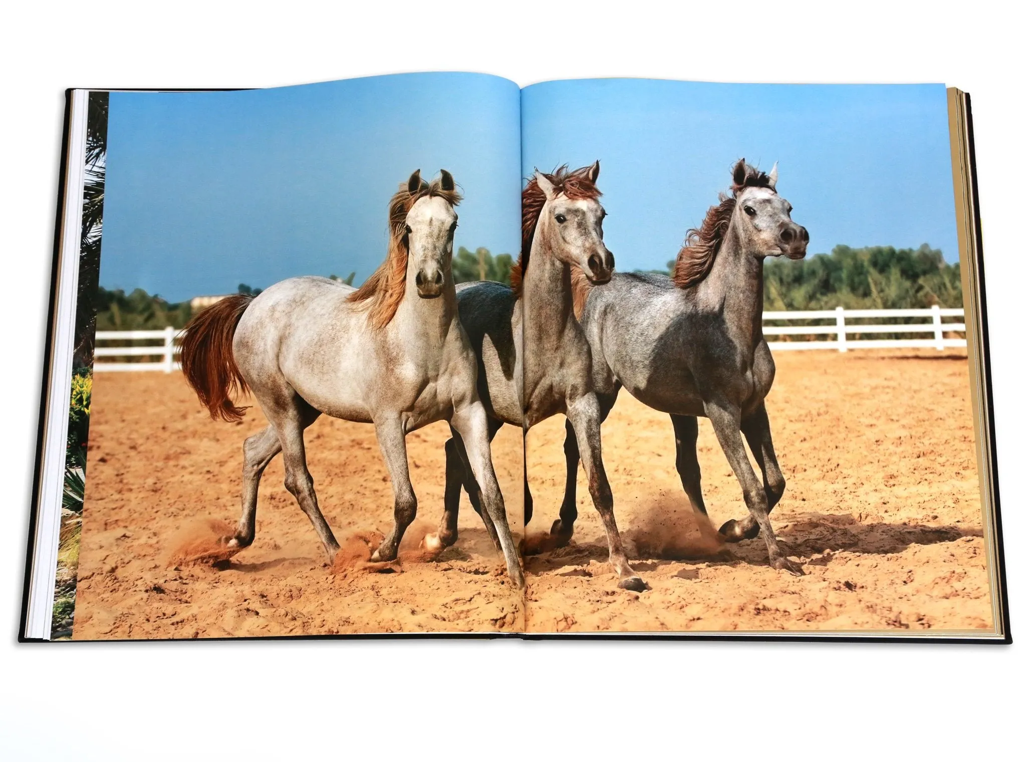 Arabian Horses