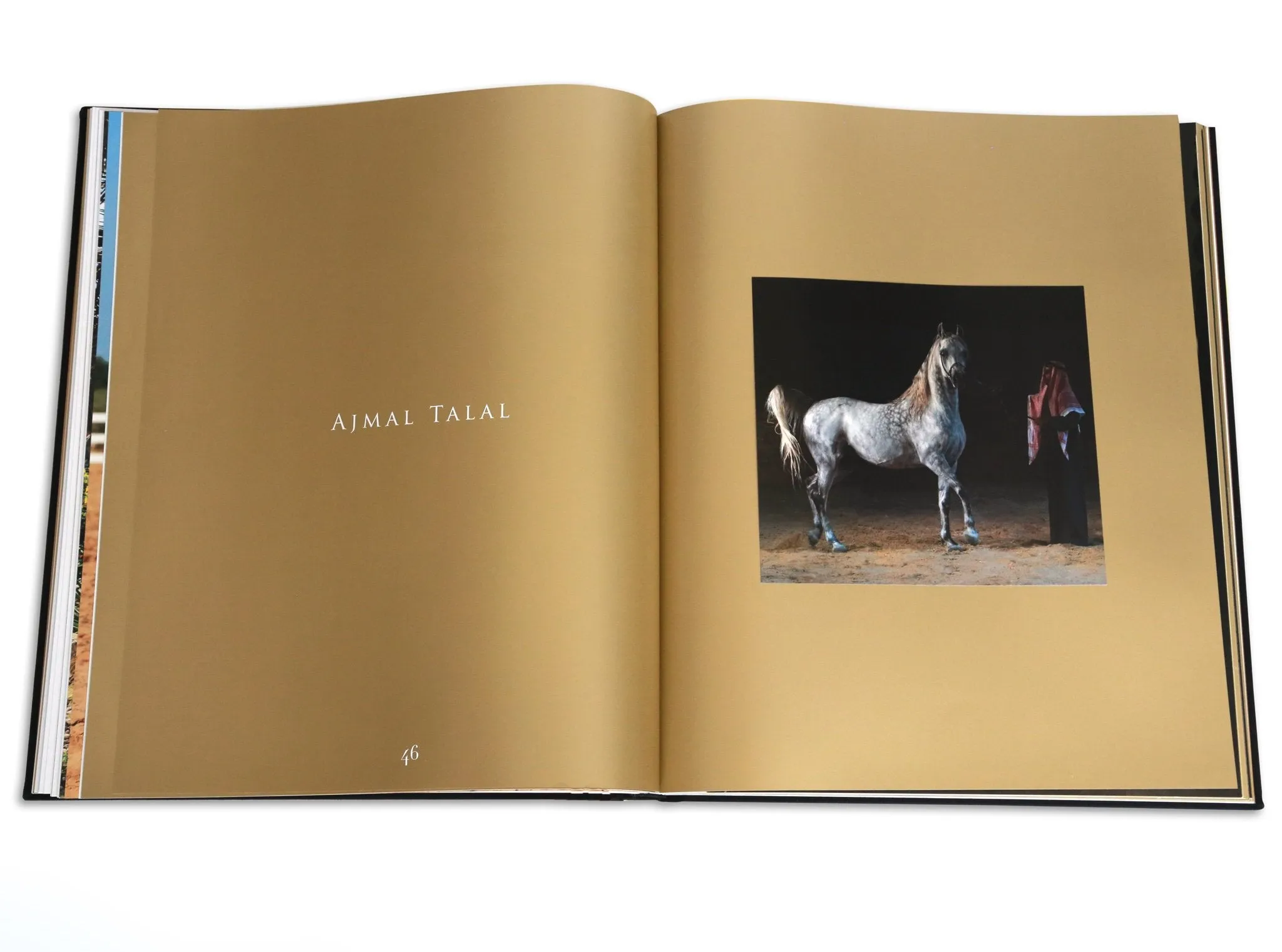 Arabian Horses