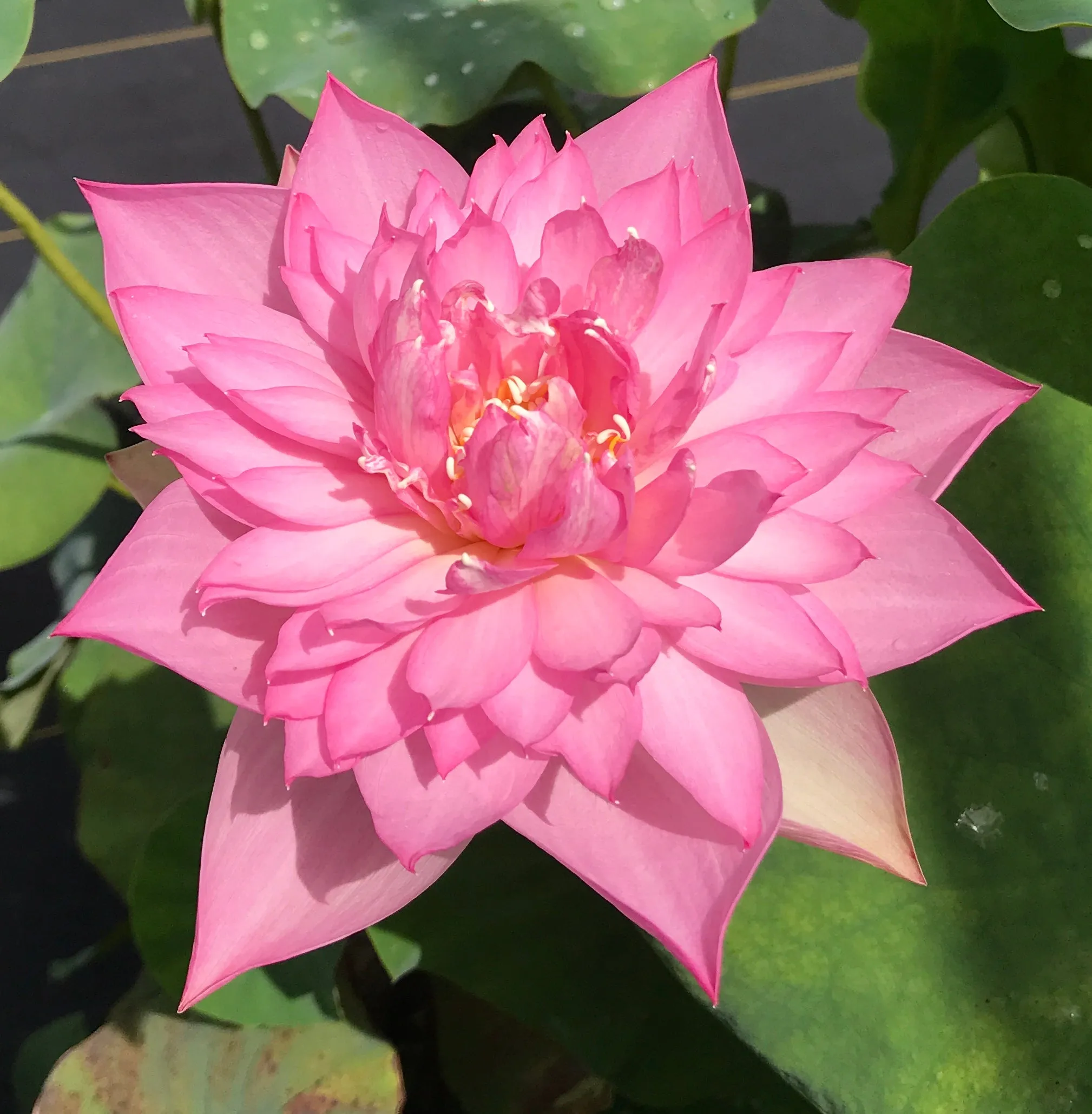 Zhaojun Look Back Shadow Lotus  <br>  Attractive, alluring blooms!